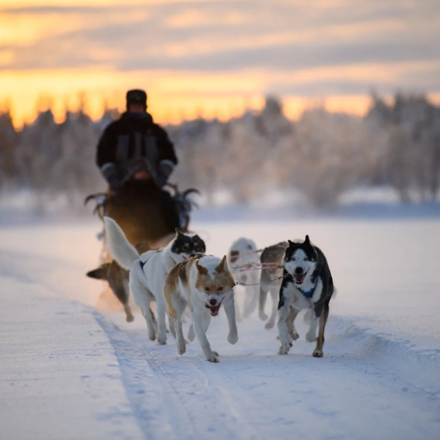 huskyride